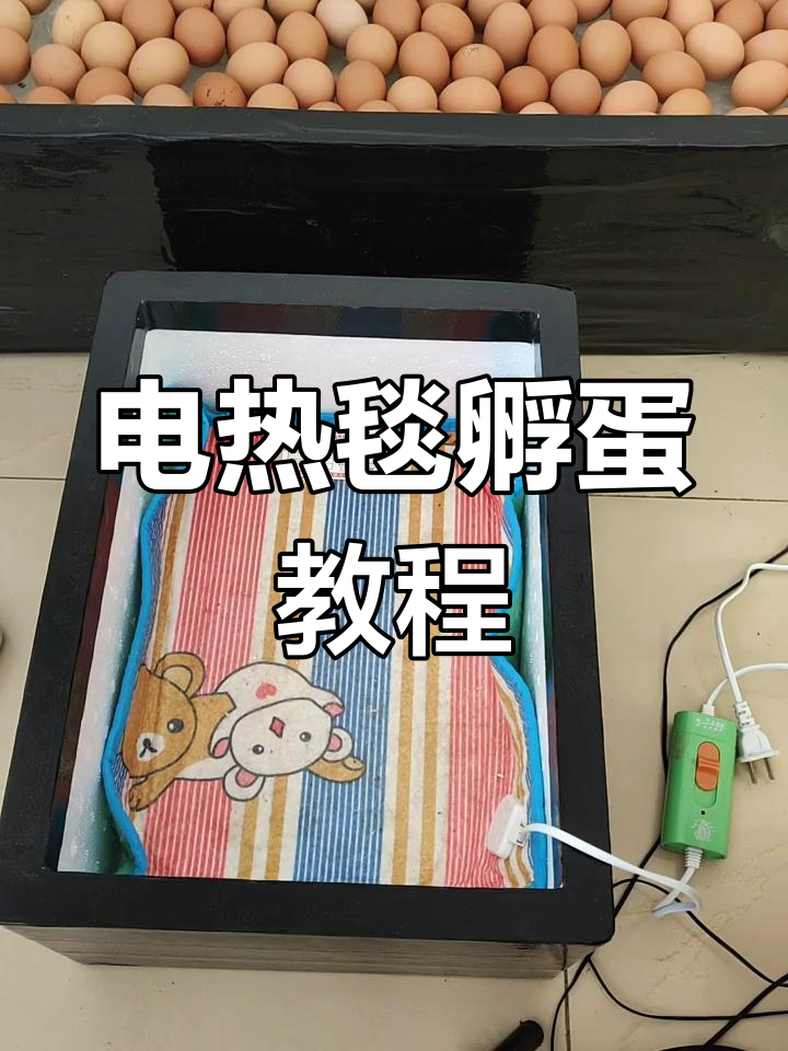 电热毯孵化小鸡,轻松掌握技巧,每晚9点直播教学