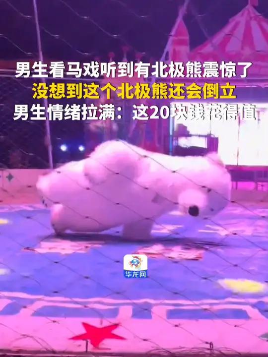 11月30日,山东滨州。男生看马戏听到有北极熊震惊了,没想到这个北极熊还会倒立。男生情绪拉
