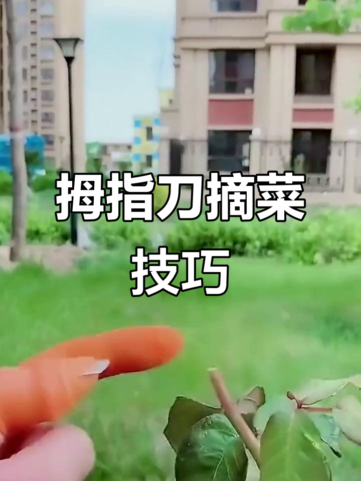 拇指刀轻松摘菜,厨房小技巧大公开