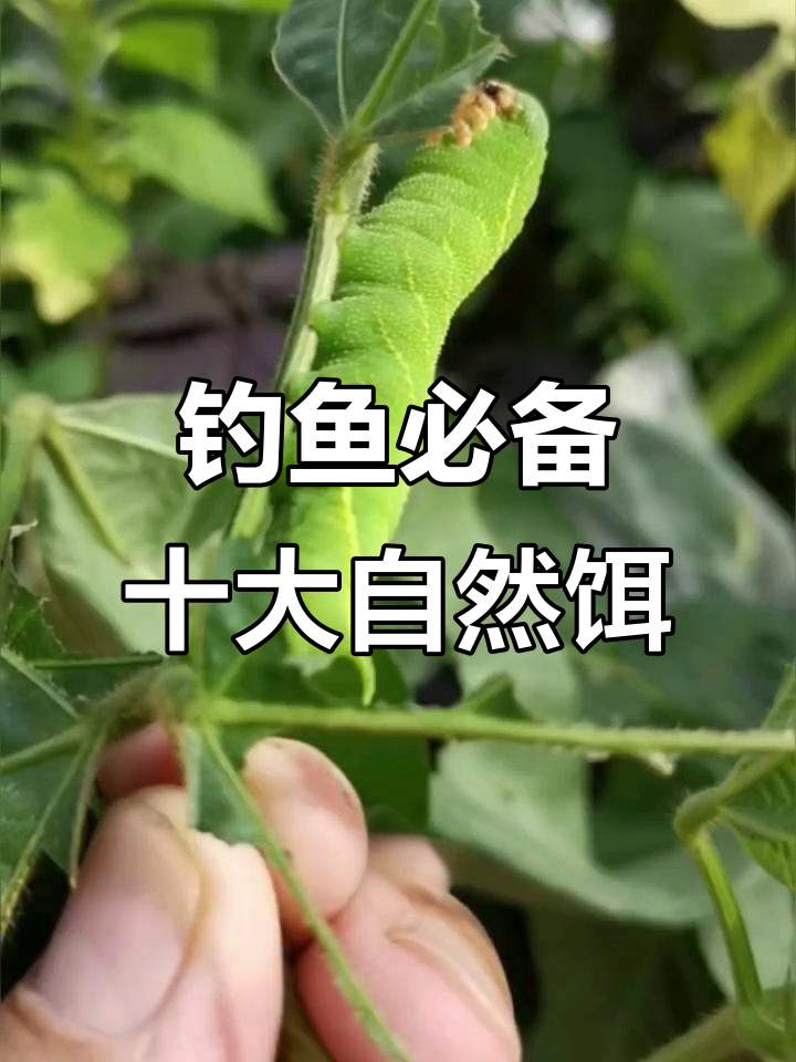 10种天然钓草鱼饵料,哪种最适合你?