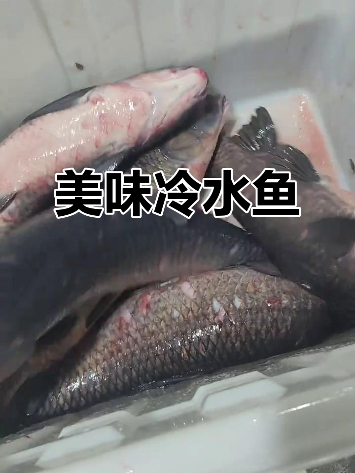 新鲜丁桂鱼与圆鳊,红烧清蒸皆宜,肉质细嫩口感绝佳