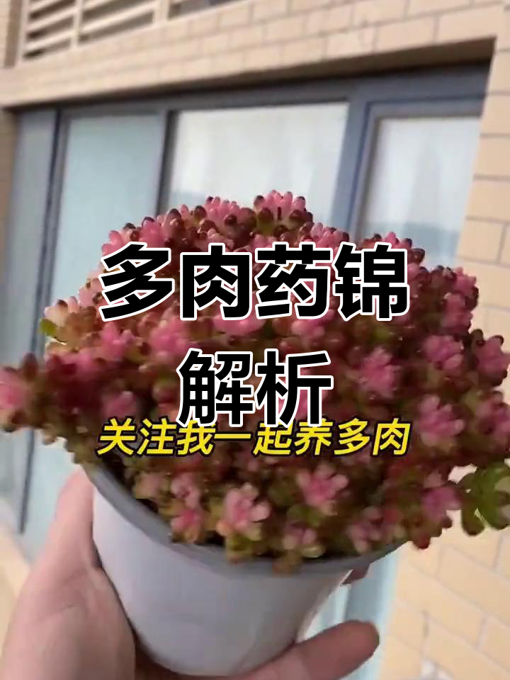 药锦是什么?多肉爱好者必看,避免踩雷!