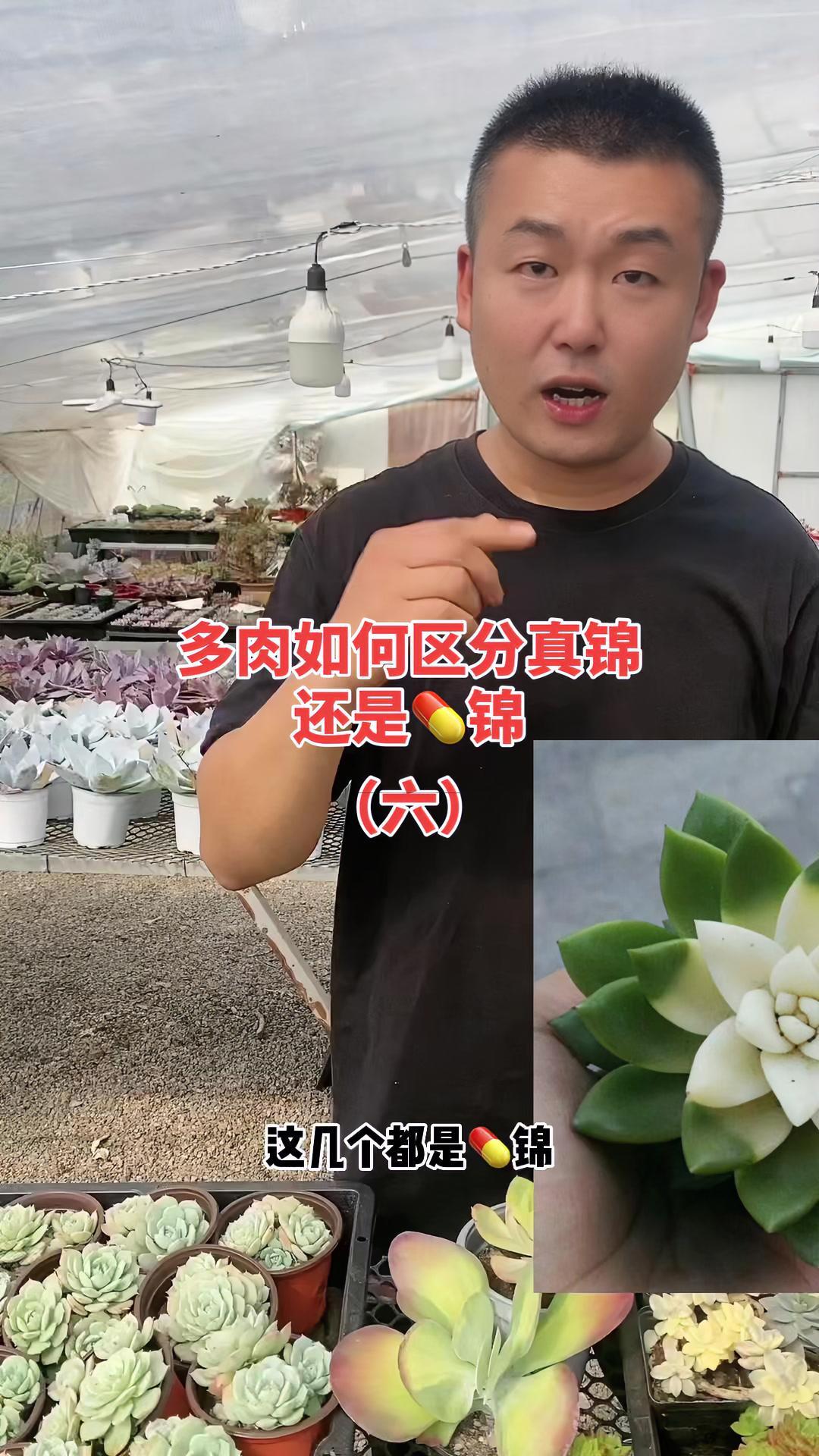 多肉如何区分真锦还是锦。多肉植物 多肉养护
