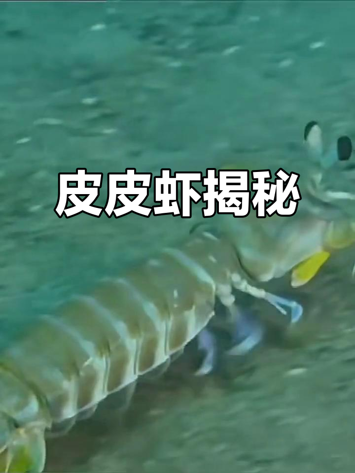 皮皮虾与濑尿虾的真相,你了解吗?
