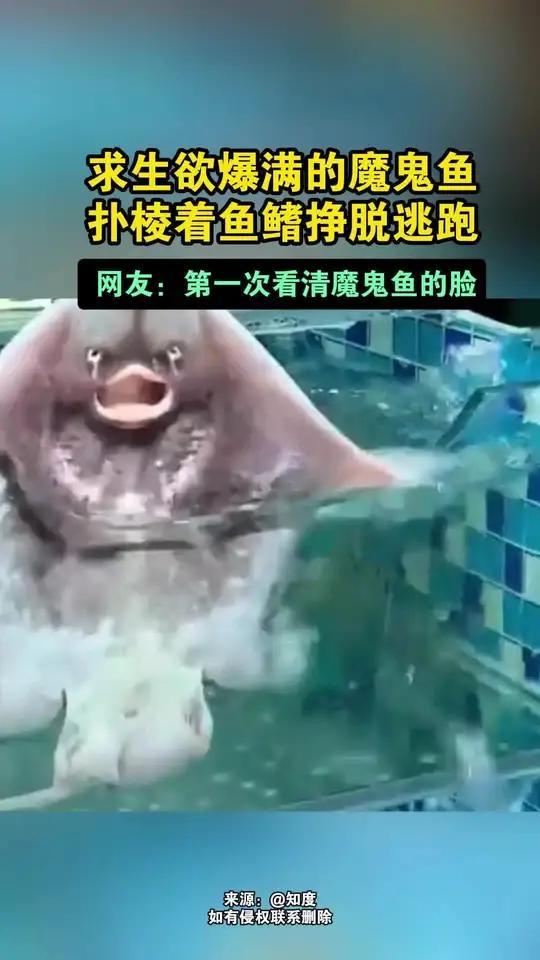 求生欲爆满的魔鬼鱼,扑棱着鱼鳍挣脱逃跑!网友:第一次看清魔鬼鱼的脸 来源:@知度 如有侵权