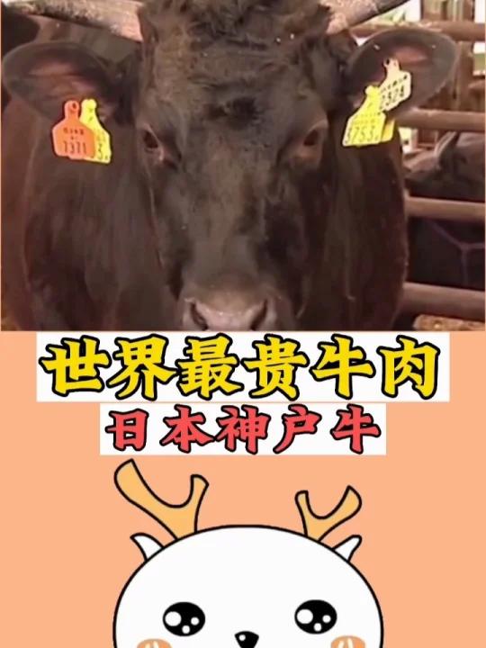世界最贵牛肉,日本神户牛