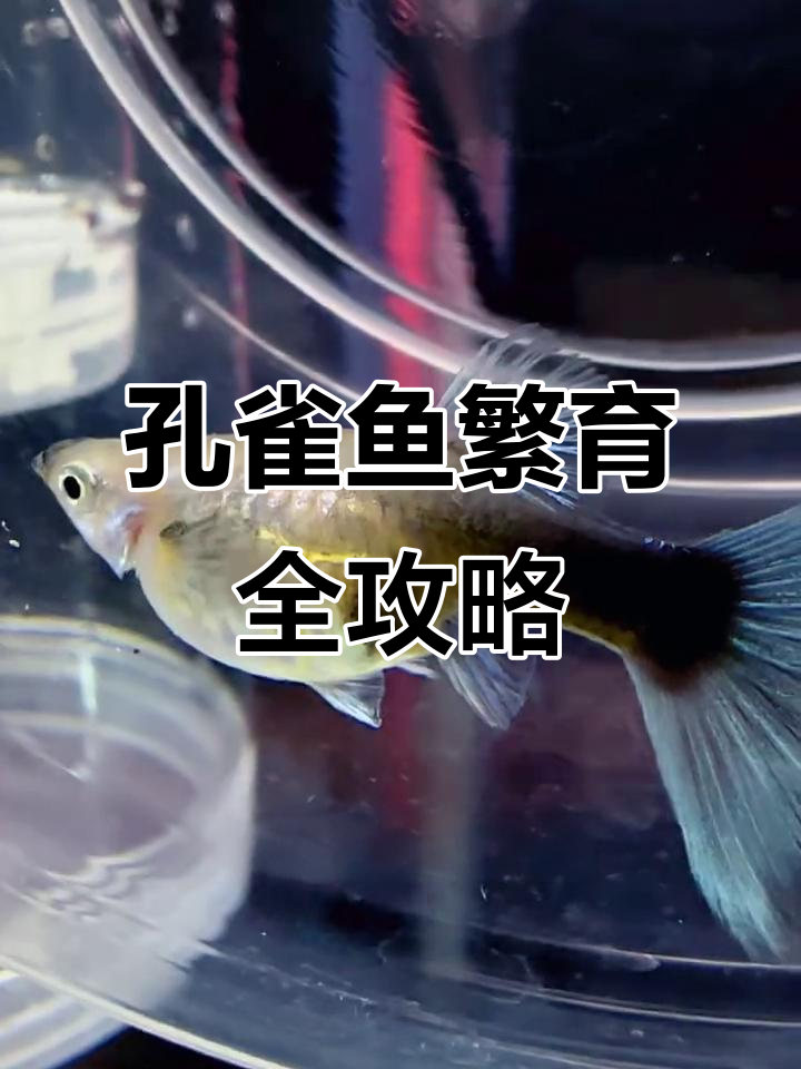 孔雀鱼繁殖技巧大揭秘,如何隔离母子避免误食