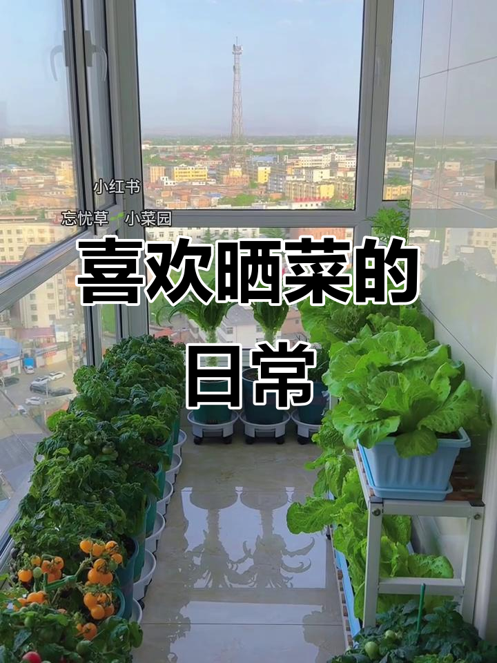 种菜不晒,白种了!手机里全是菜的照片