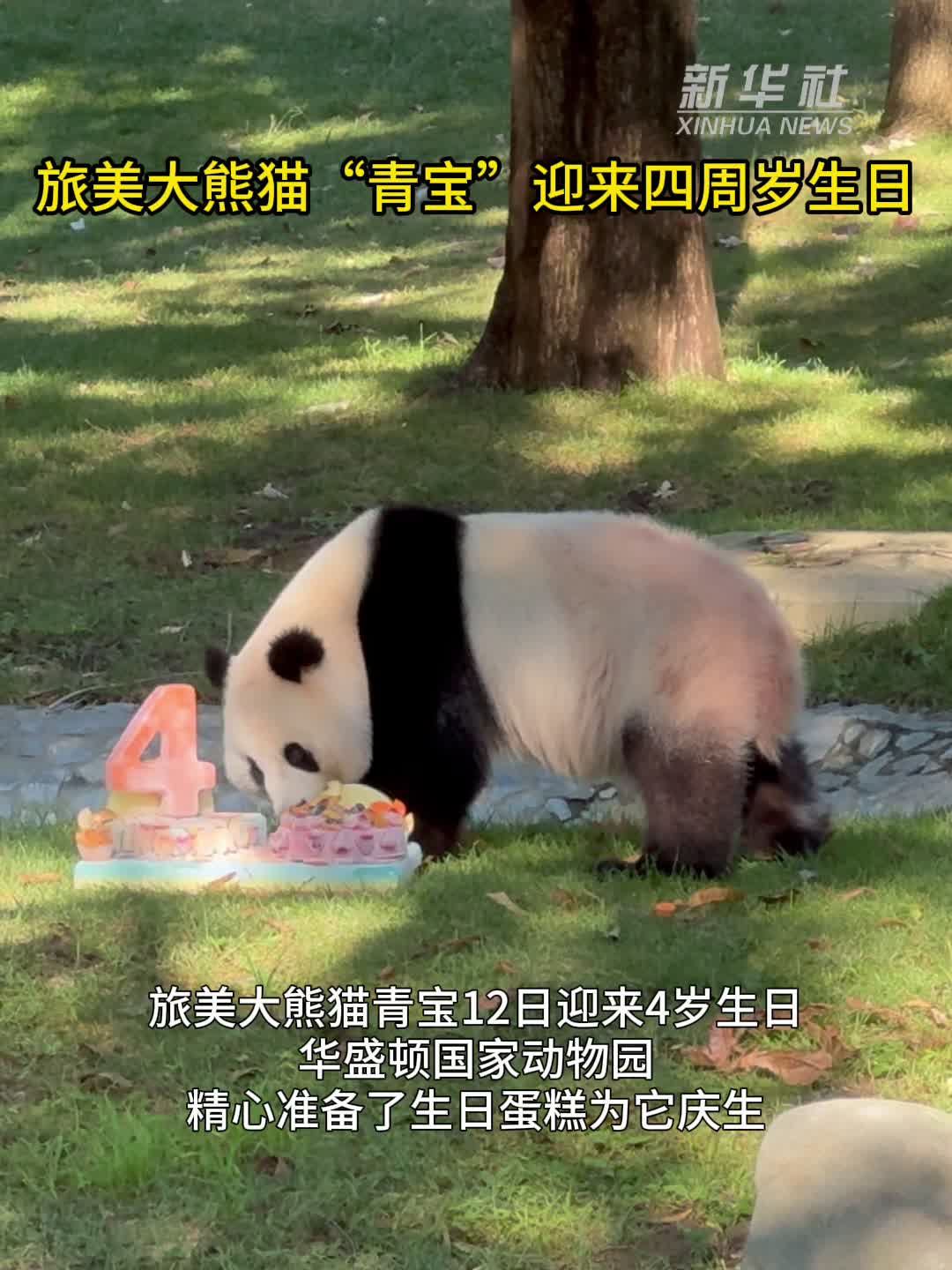 旅美大熊猫“青宝”迎来四周岁生日