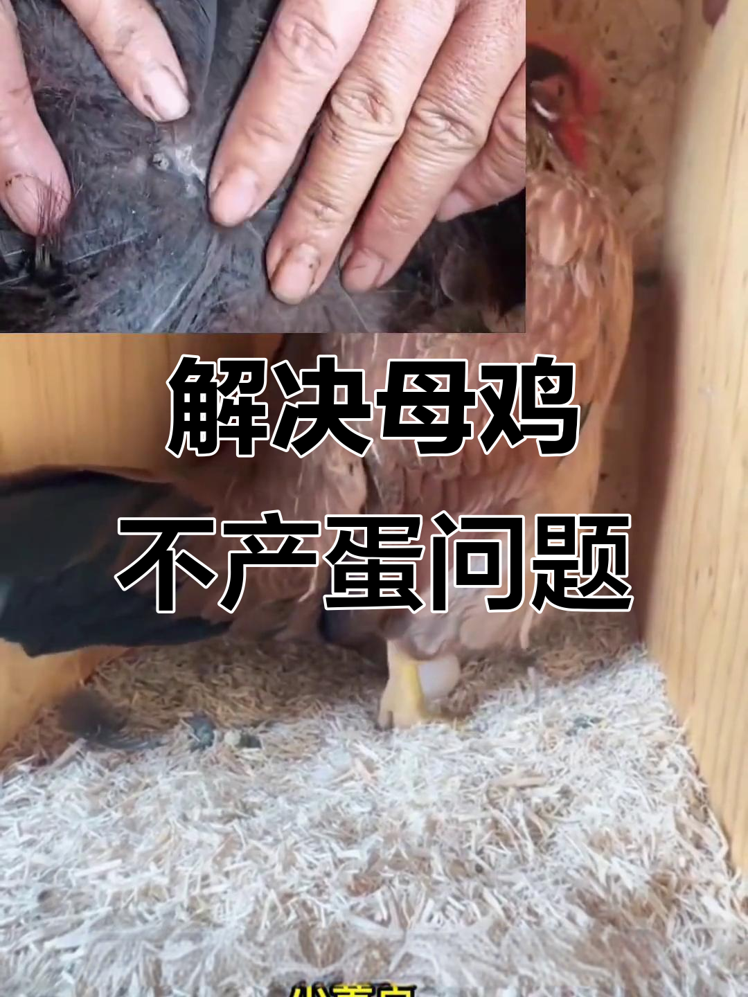 母鸡不下蛋?试试这个简单方法,立马见效!