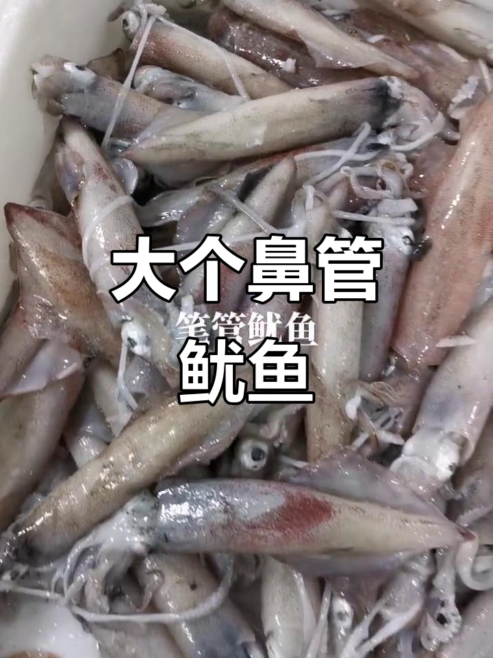 鼻管鱿鱼,水煮白切或爆炒火锅皆宜