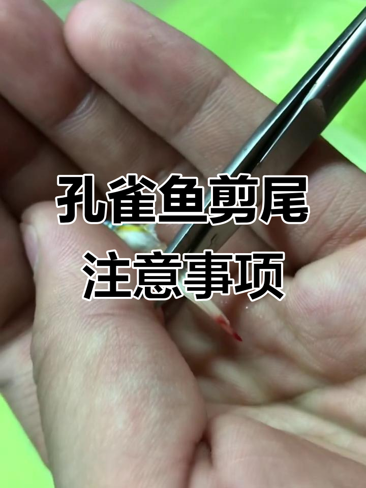 孔雀鱼剪尾技巧大揭秘,如何避免伤及根本
