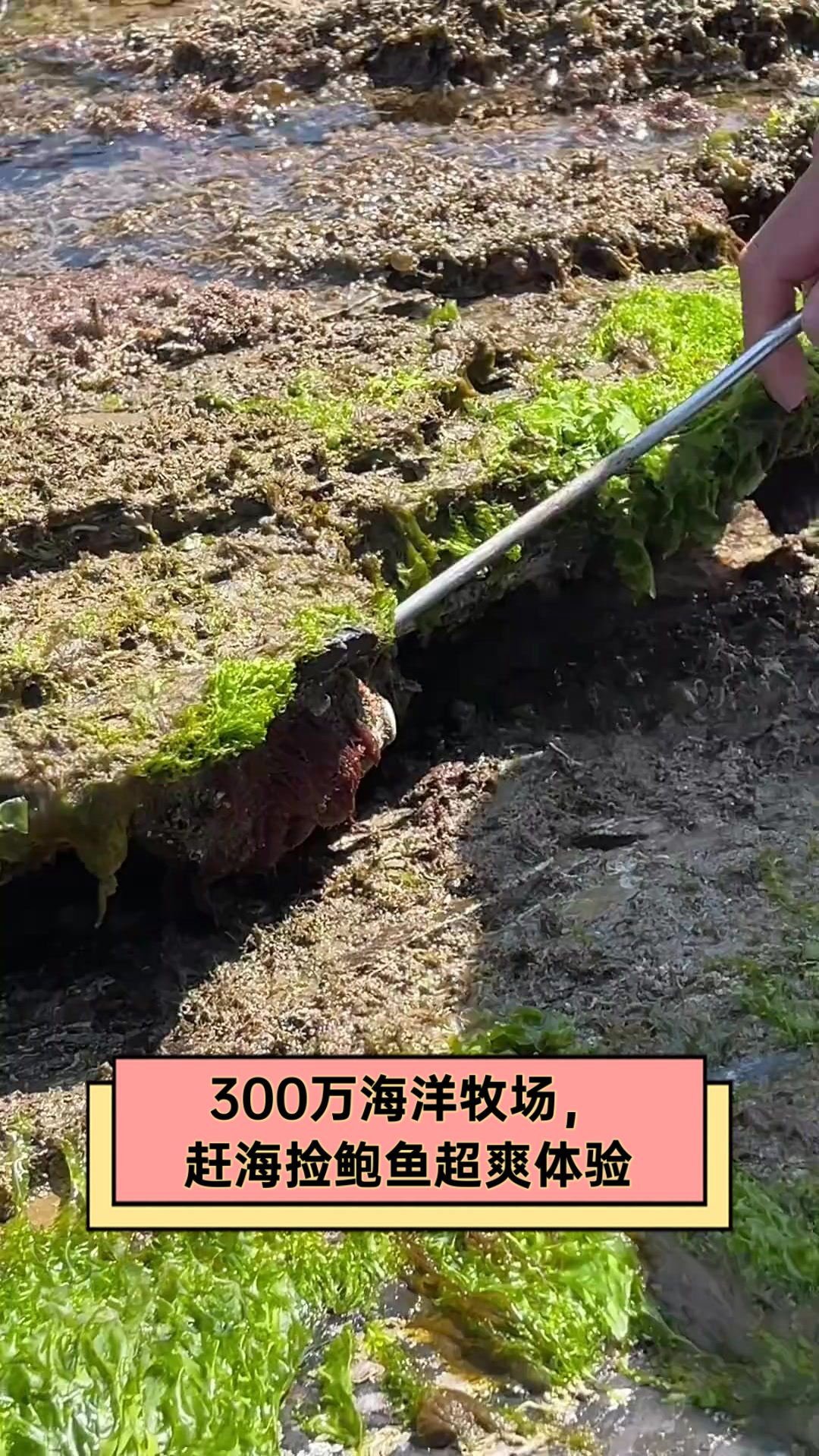 300万海洋牧场，赶海捡鲍鱼超爽体验