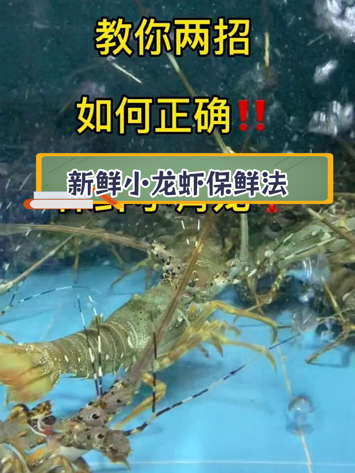 如何正确保存大龙虾