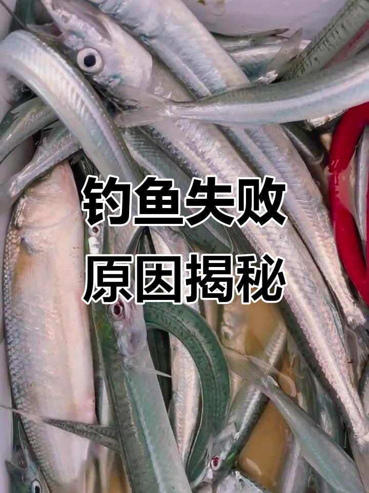 同一地点钓鱼,为何总是空手而归?