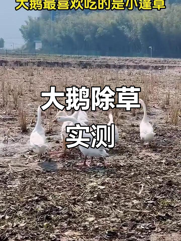 闲置农田养大鹅,除草效果惊人