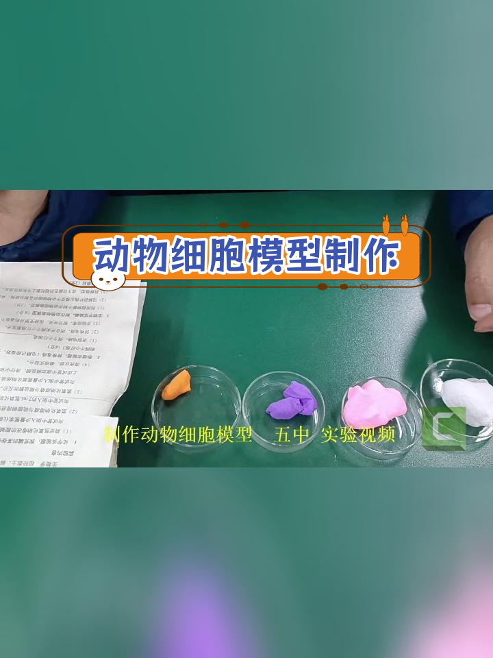超轻粘土制作细胞模型