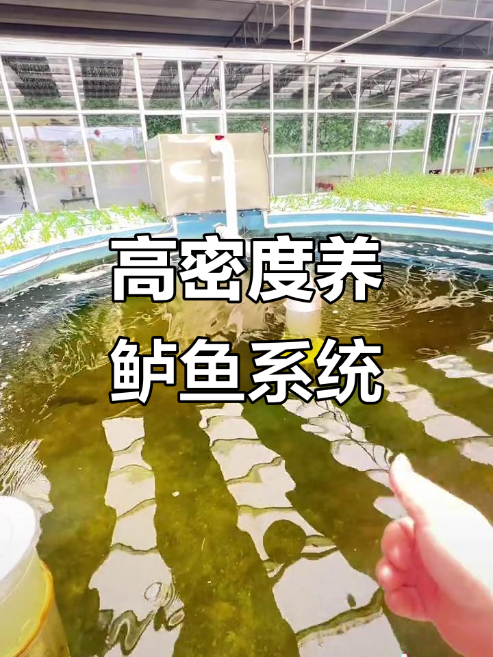 改造养殖系统,从虾苗到鲈鱼的高密度养殖实践