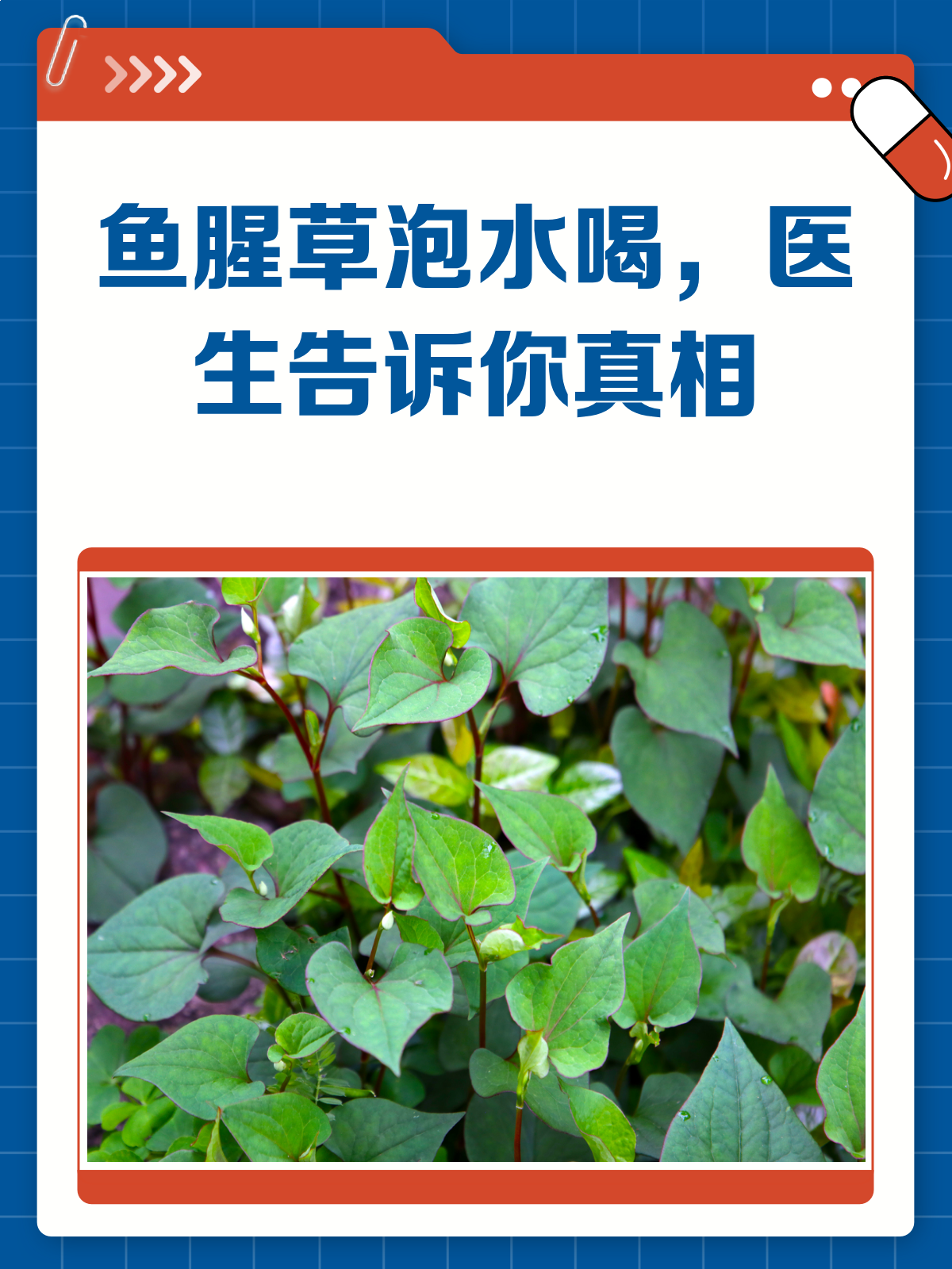 鱼腥草泡水喝,真的那么神奇吗?医生来揭秘!