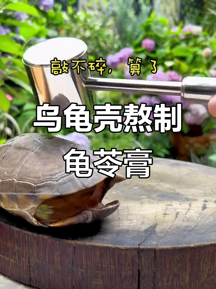 用乌龟壳做龟苓膏,竟然能炖出胶质!