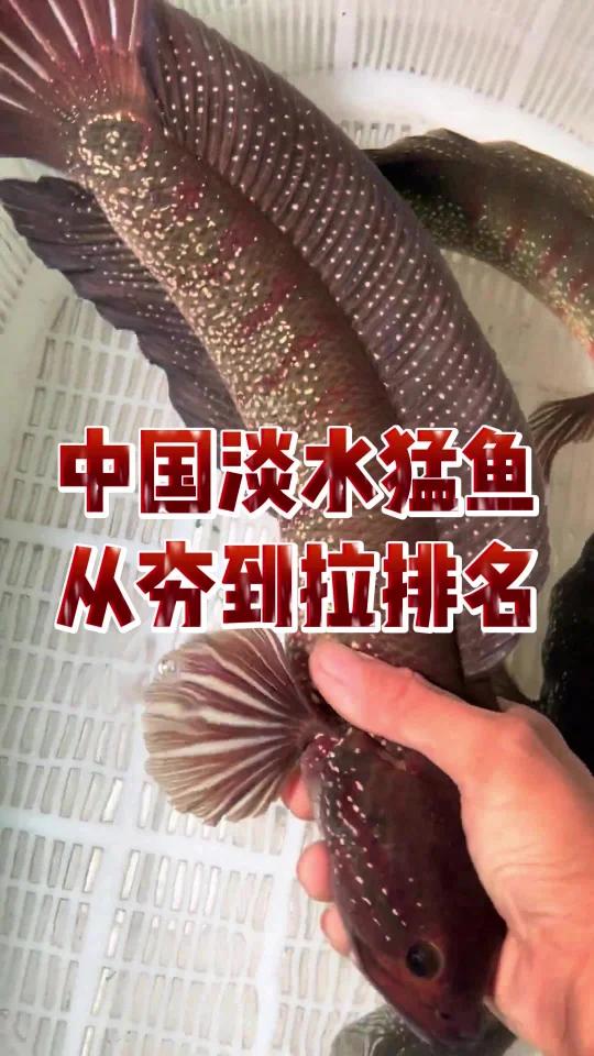 中国淡水猛鱼从夯到拉排名