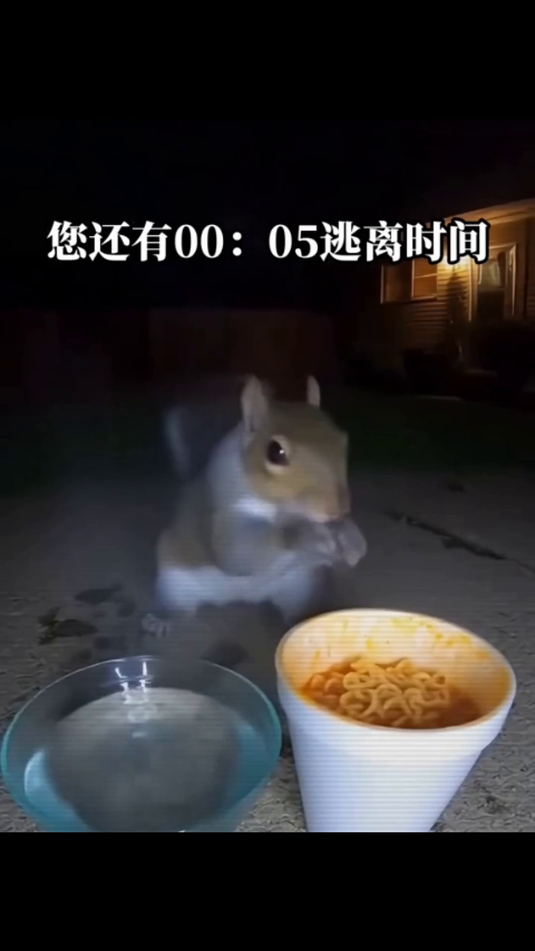 松鼠吃火鸡面辣到跳海?潮汕的动物都这么猛?!