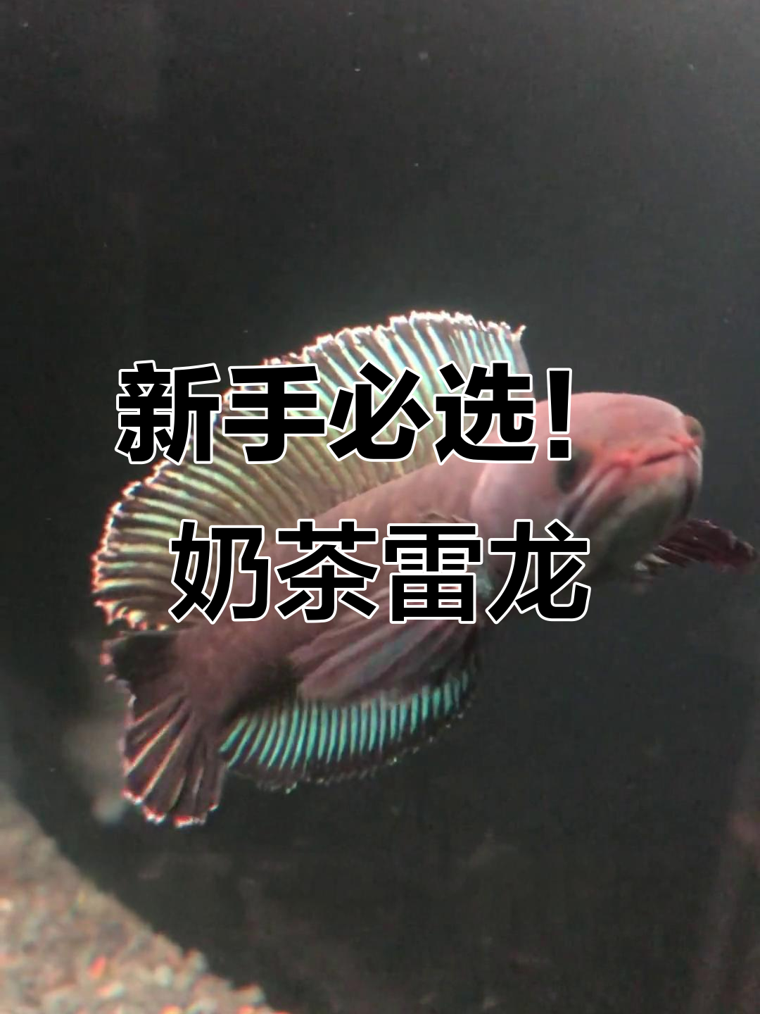 奶茶雷龙：温和小型观赏鱼，适合新手入门
