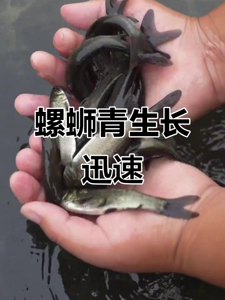 螺蛳青食性杂,一年能长5-7斤