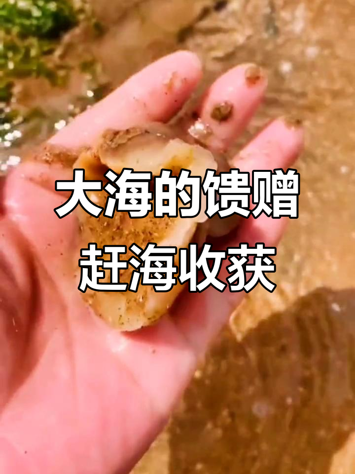 赶海大丰收!意外发现各种海鲜,圣母叶螺、八爪鱼等一网打尽