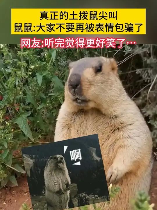 真正的土拨鼠尖叫,鼠鼠:大家不要再被表情包骗了 网友:听完觉得更好笑了