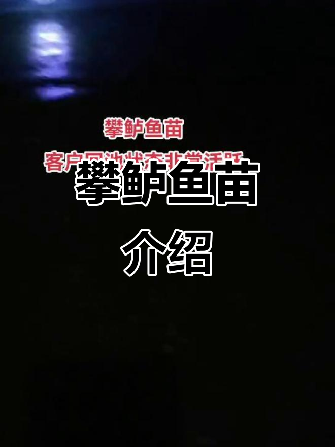 攀鲈鱼苗与巴毛鱼苗的秘密,了解养殖技巧