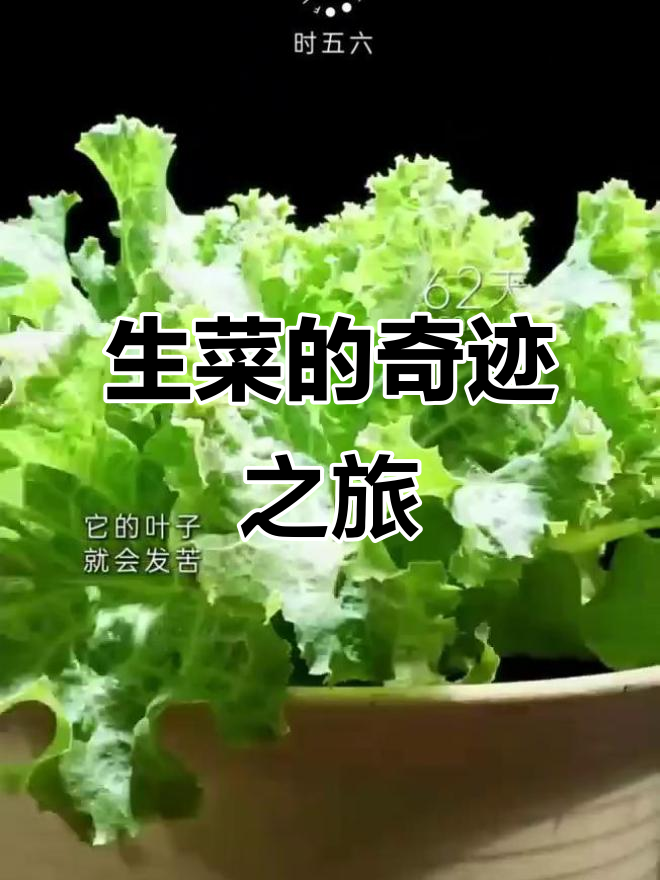 3259小时见证生菜绽放，微观生命之美震撼心灵