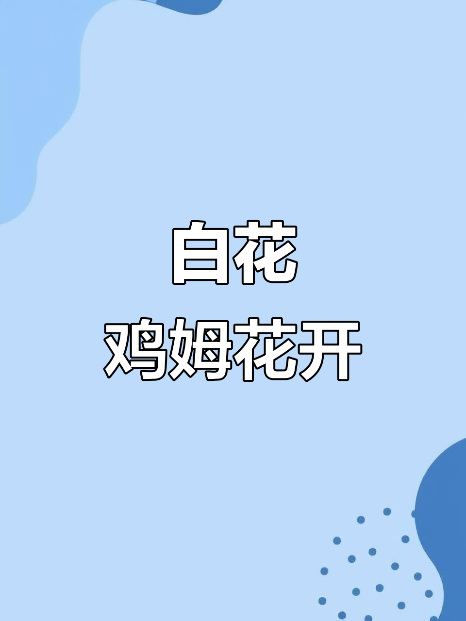 春天的味道:白花鸡母刺头盛开,夜晚香气扑鼻