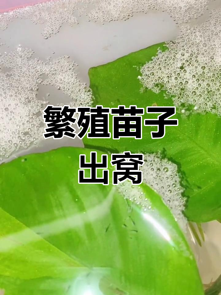白化斗鱼成功孵化