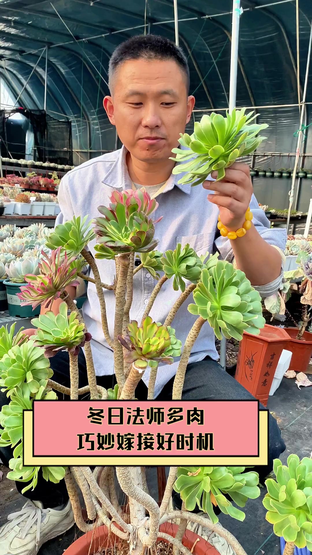 冬日法师多肉,巧妙嫁接好时机