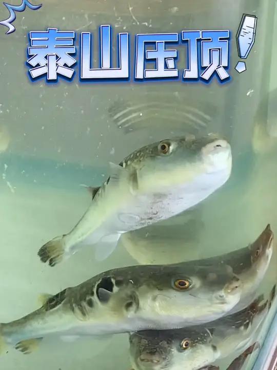 鱼界“霸主”——曹妃甸河豚 在河北省唐山市的曹妃甸海域,一场别开生面的生态奇观正在上演:被