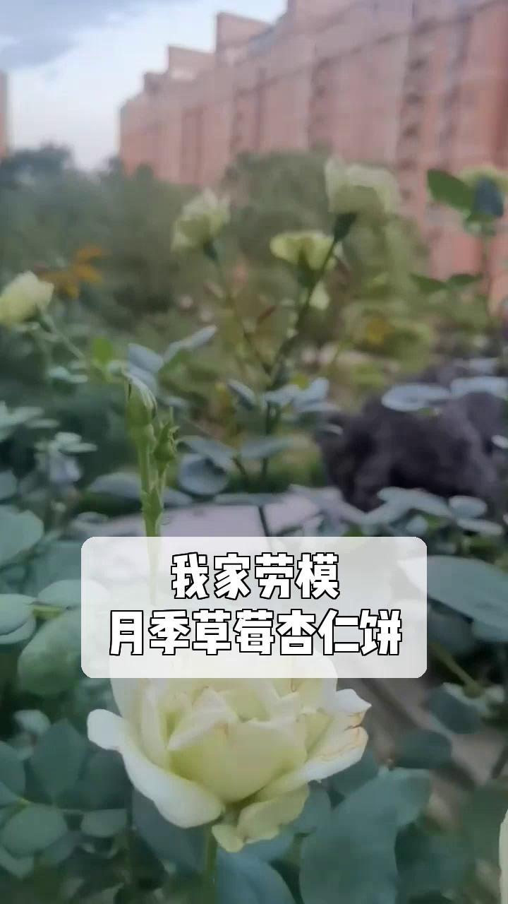 我家劳模,月季草莓杏仁饼