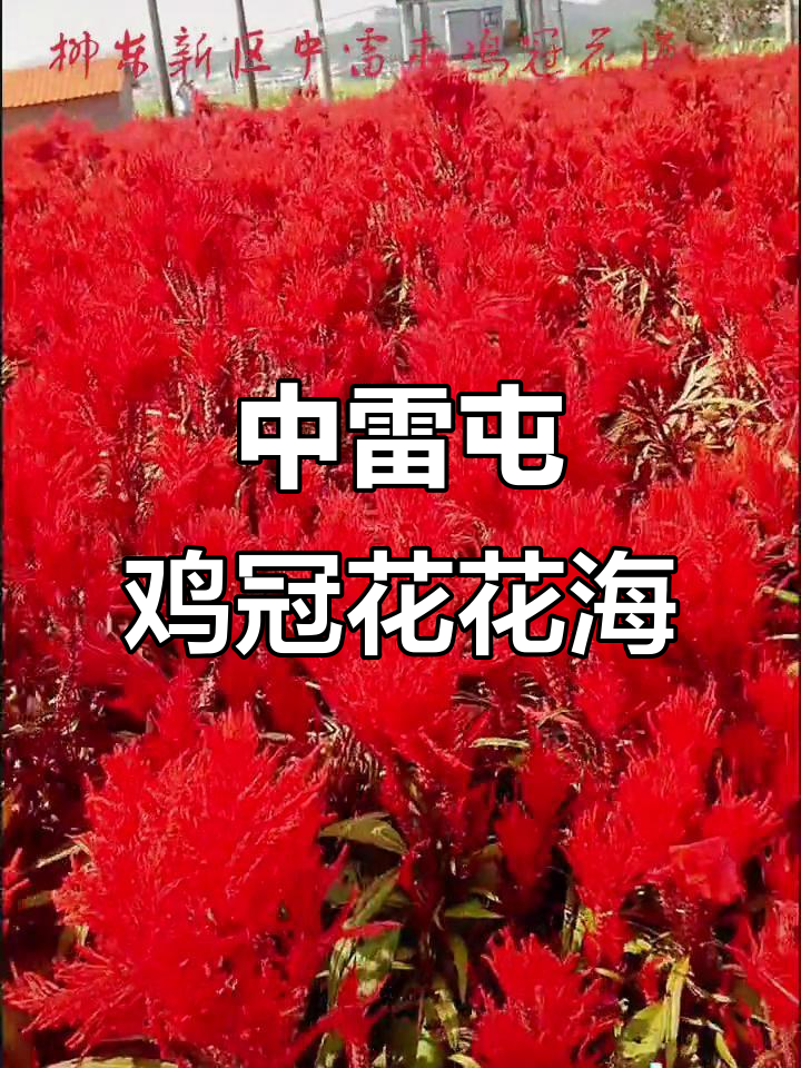 柳东新区中雷屯鸡冠花海,美不胜收等你来探秘