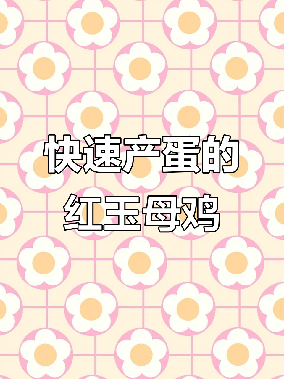 红玉纯母鸡,四个半月就能下蛋,全国养殖技术全程指导