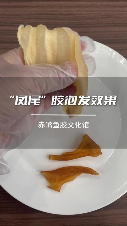 凤尾胶泡发效果