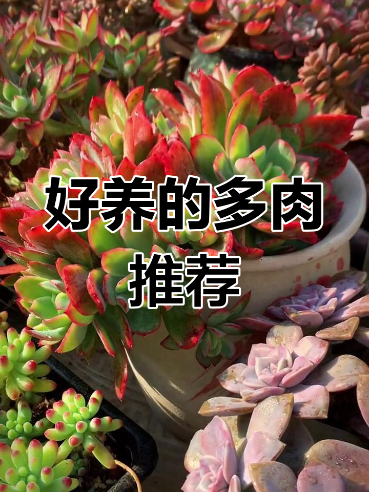 皮实好养的多肉植物,轻松打造爆盆效果