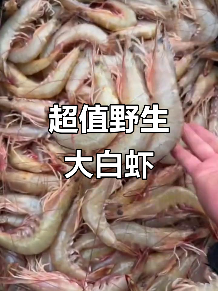 今年最便宜野生大白虾,刚上岸就被抢购一空!