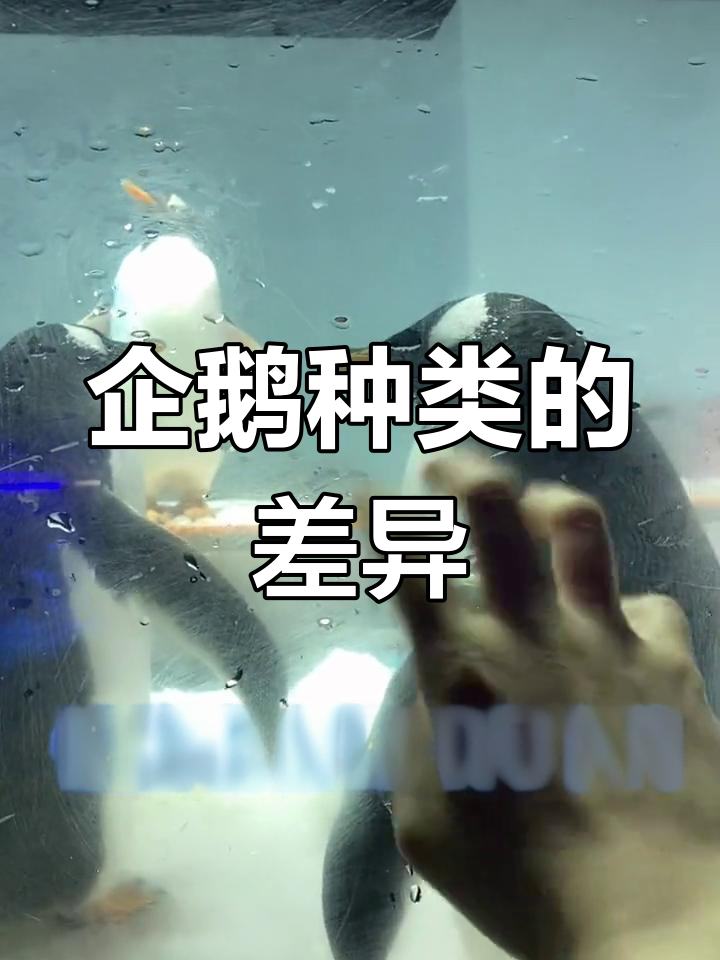 企鹅种类大揭秘:不同品种的独特特征