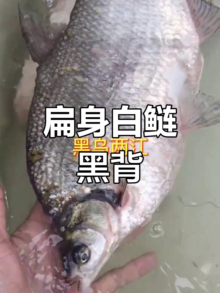 鳊花鱼的特点与种类
