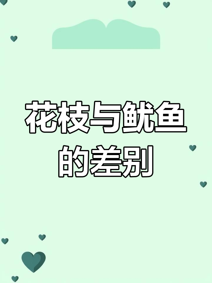 花枝、透抽和鱿鱼,到底有啥不同?台湾岛民也搞不清楚