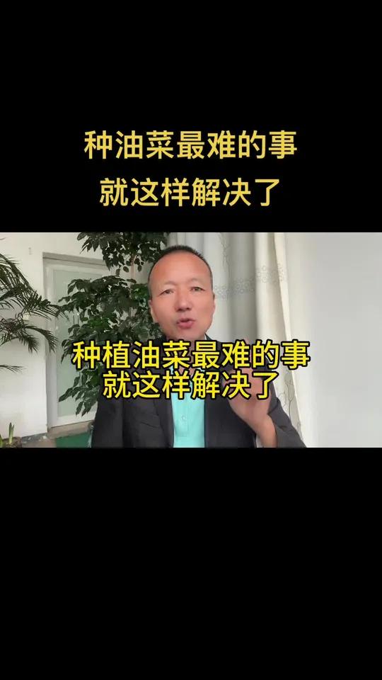 油菜安全越冬问题就这样被解决了 油菜为啥难种?就一个问题冻害,有了我们这个方案你再也不怕了