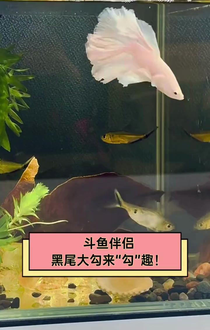 斗鱼伴侣,黑尾大勾来“勾”趣!