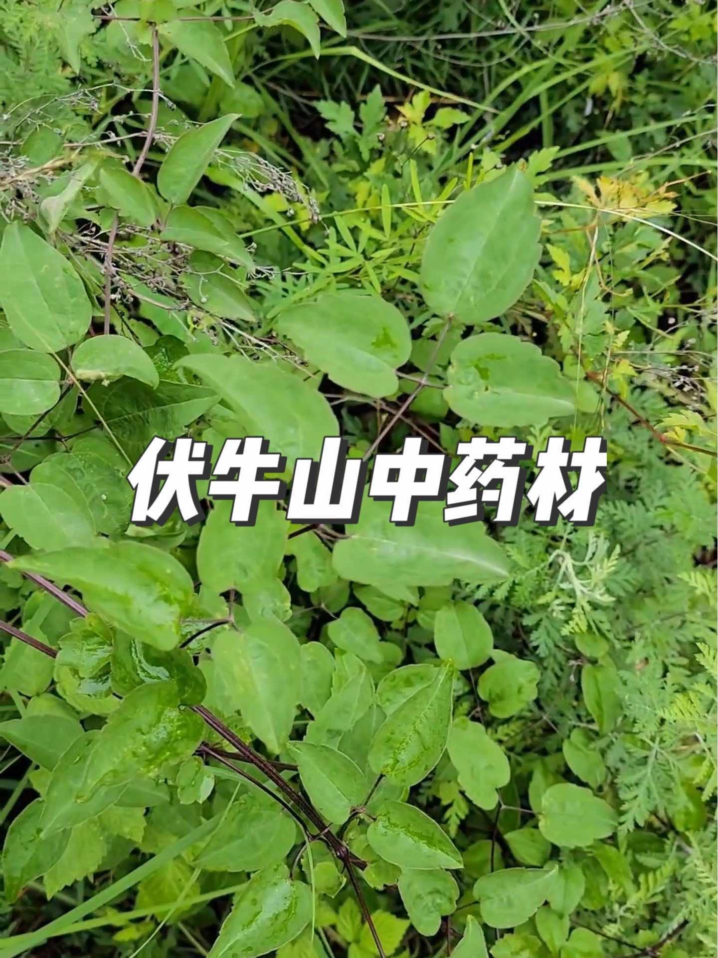 大蓟 香加皮 威灵仙 寻骨风 识百草 伏牛山这个季节的中药材,你见过几种?你们那里都叫什么