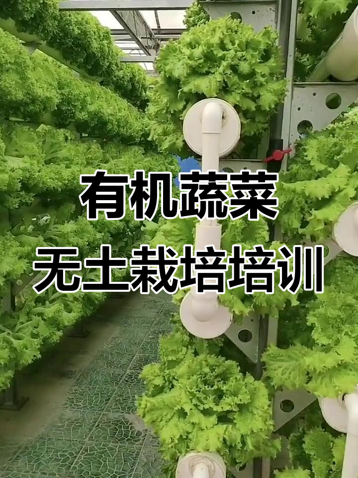 山东代村模式:有机蔬菜无土栽培技术在线培训开启
