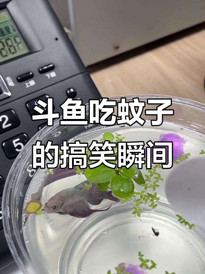 泰国斗鱼竟然吃蚊子,辣味十足让人忍俊不禁
